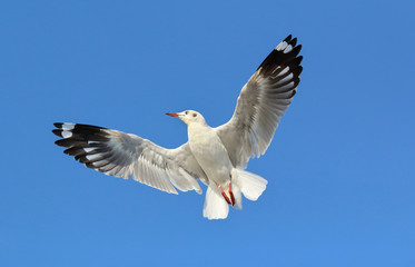 Seagull flying in the beautiful sky.