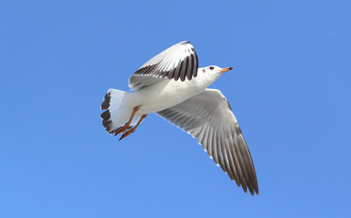 Seagull flying in the beautiful sky.