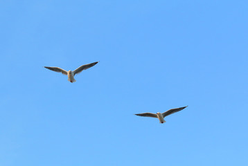 Seagull flying in the beautiful sky.