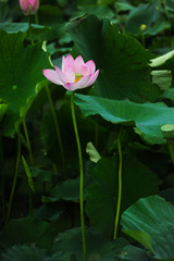 pink flower in the garden