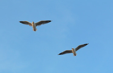 Seagull flying in the beautiful sky.