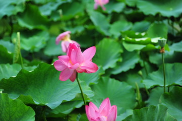 pink flower in the garden