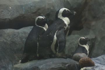 Obraz premium penguins on a rock