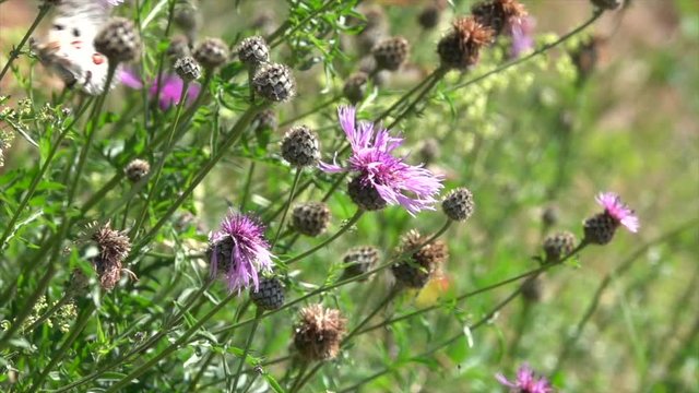 Mosel-Apollo, Apollofalter, Moselapollofalter Parnassius apollo