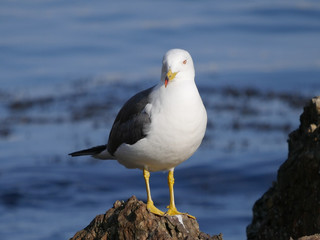 Larus crassirostris