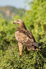 Raven eagle on a tree in samburu park