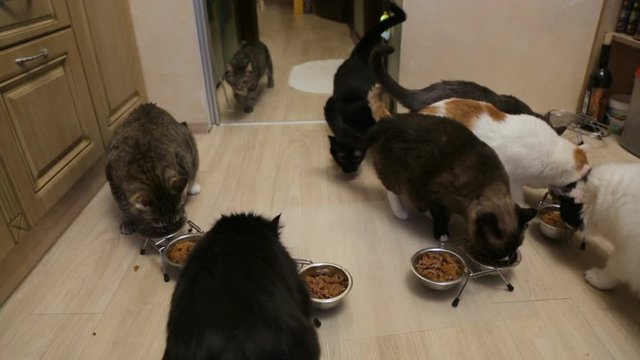 Many cats eating together