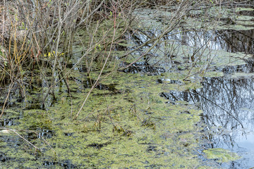 The orchard is flooded with water
