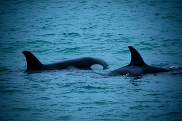 Killer whale, hunting sea lions, Patagonia Argentina