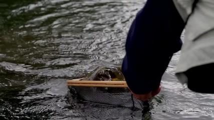 Taking a Trout Cutthroat trout in the fly
