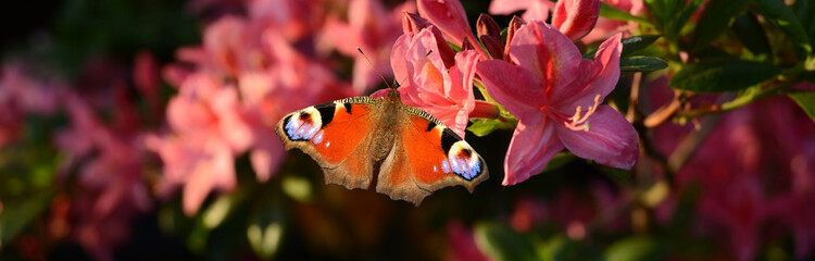 Blumen 989 © K.-U. Häßler