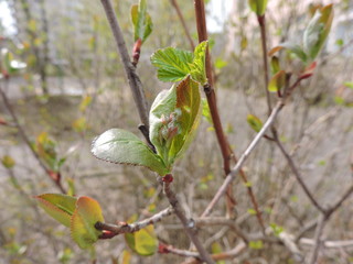 Fresh leaves on the branch