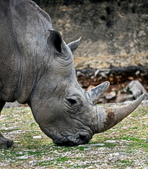 Obraz premium Head of african rhinoceros. Latin name - Diceros bicornis