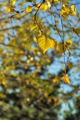 Birch branches with yellow leaves against a blue sky on a sunny autumn day.