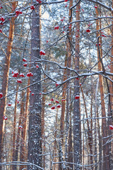 Snow Winter landscape in the park. Rowan tree with orange red berries. Winter forest. Nature. Sunny frosty day.