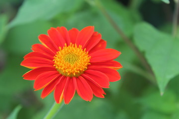Flowers in the rain forest