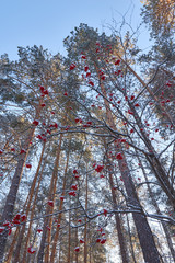 Snow Winter landscape in the park. Rowan tree with orange red berries. Winter forest. Nature. Sunny day.