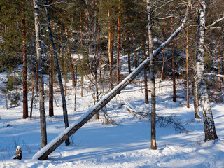 felled tree in the forest, tree fell on another tree. winter. forest. Frost. sunny day. hurricane effects broken tree