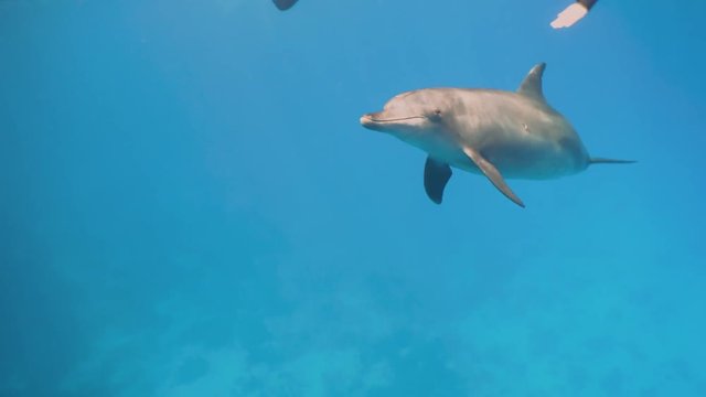Underwater Close View Bottlenose Dolphin Snorkelers Red Sea Egypt