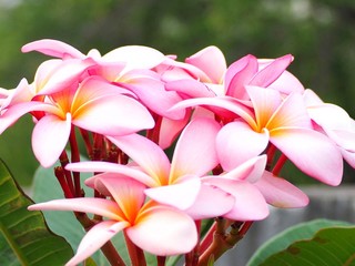 Fototapeta premium Pink plumeria flower on blur background