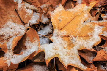 fallen leaf on snow , dry leaf on snow