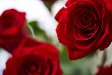 Bouquet of scarlet roses close shooting. Close up of red roses bouquet.