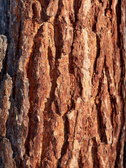 Orange and brown pine tree bark