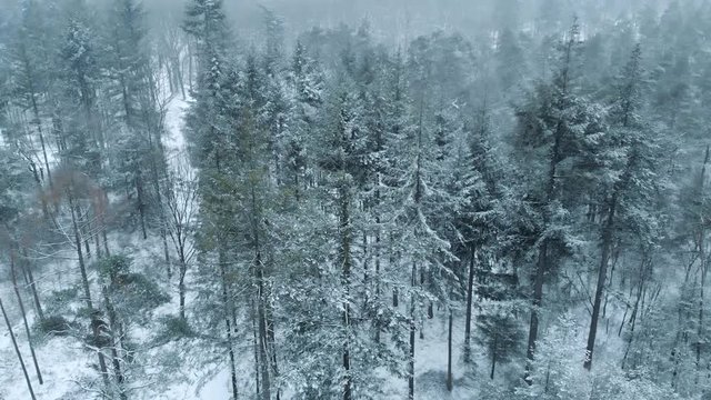 Aerial drone shot of moody snow covered winter trees.
