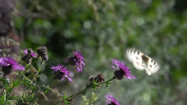 Mosel-Apollo, Apollofalter, Moselapollofalter Parnassius apollo