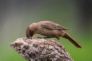 Brown cacholote , Patagonia , Argentina