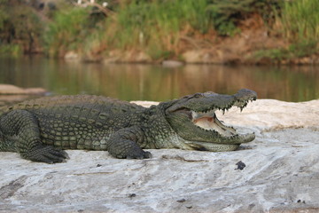 crocodile with mouth wide open