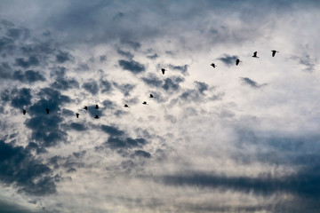 egret flying to home on white blue sky soft cloud