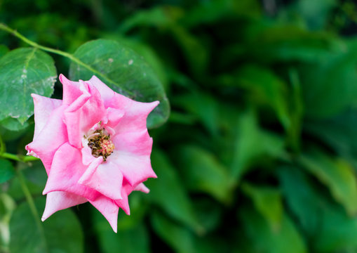 Pink rose with a natural green background