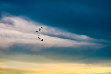 Fototapeta na wymiar birds flying to home on colorful sky soft cloud