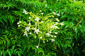 Millingtonia hortensis is a tree white flower, fragrant, popular an ornamental plant