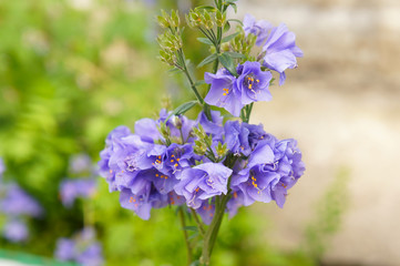 Polemonium caeruleum bambino blue blue flowers close up