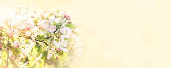 Selective soft focus on apple tree branch with a lot of pink buds and blossoms. Romantic dream like tender spring background banner.