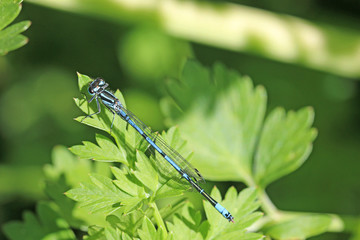 Large Blue Damselfly on a leaf
