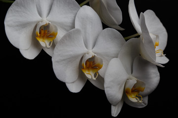 Fototapeta na wymiar Flowers of a white orchid isolated on a black background.