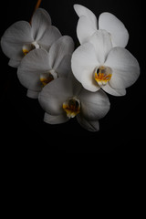 White orchid flower on a black background, space for a text, flat lay.