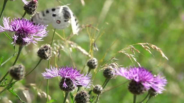 Mosel-Apollo, Apollofalter, Moselapollofalter Parnassius apollo