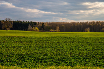 Landscape with cereal field, forest and blue sky