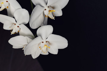 White orchid flower on a black background, space for a text, flat lay. View from above