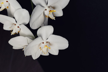 Fototapeta premium White orchid flower on a black background, space for a text, flat lay. View from above