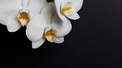 Beautiful Phalaenopsis Orchid flowers, isolated on black background