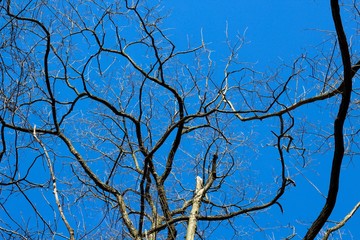 The bare tree branches and the bright blue sky.