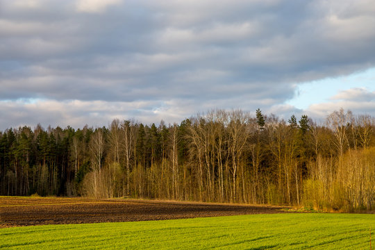 Landscape with cereal field, forest and blue sky