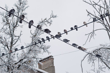 Pigeons sitting on the wires in winter