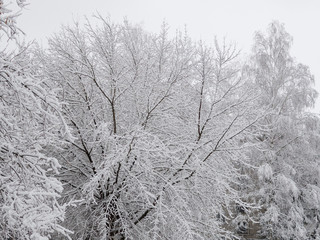 Snow winter trees