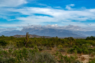 sierra de la laguna baja california sur
